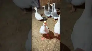 Забыла корову отвязать. Злятся все!! В основном гуси. 