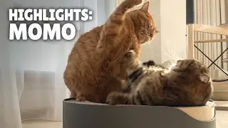 Highlights of MoMo the Cat | Kittisaurus