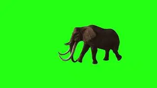 No Copyright Animal Green Screen Video 🐘🦣🐘🦣🐘🦣🐘🦣
