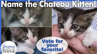 NAME the CHATEAU KITTEN! Vote from the Final Top 10 List of Names! - Journey to the Château, Ep. 223