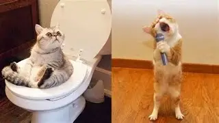 Try not to laugh! Hilarious new cat videos 2023