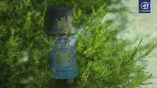 Tea Tree