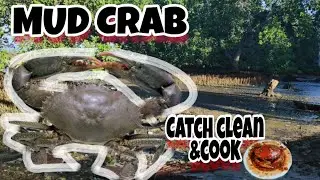 ALIMANGO/MUD CRAB IN MANGROOVE | CATCH CLEAN AND COOK