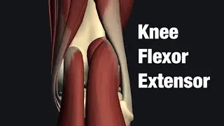 Anatomy of knee flexor and extensor muscles