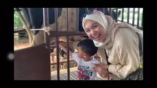 PUSHIN RANCH || Liat Alcapa dan peras susu sapi di Taiwan