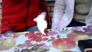 Дополнение к мультфильму