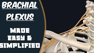 Brachial Plexus Anatomy - Brachial Plexus Animation