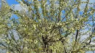 Jak kwitnie wiśnia 🍒🍒 05.04.2024
