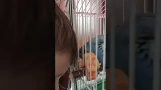 Budgie, Budgerigar #parrot #birds #budgies #rec #top