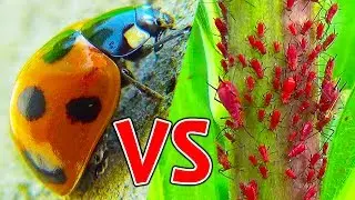#10 てんとう虫 VS アブラムシ | Ladybug | божья коровка