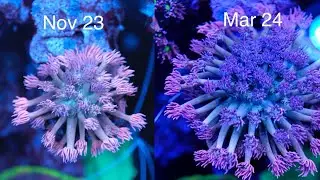 Growth Secrets From Pro Coral Farmer | The Prestige Reef Dork Show Ep 43