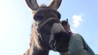 Необычный член семьи