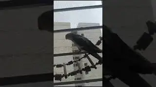 Pepper's New Song from a Special Place 🎶🦜