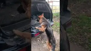 Когда ты очень любишь кататься, но не можешь залезть в машину 😄