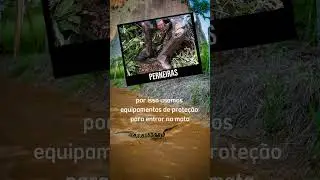 Você tem medo de cobras?