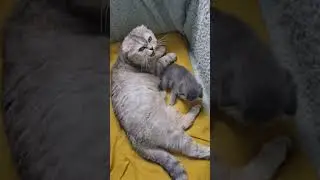 Mom cat talks and tells how her kitten is growing 