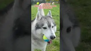 Il mio CANE SCEGLIE il NOME del nostro SECONDO CANE🥹❤️🐶 