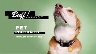 Simple Pet Portraits | BUFF Basics