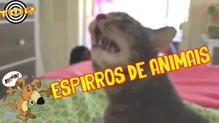 TOP 10  ESPIRROS DE ANIMAIS