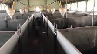 ДАНИЯ_РАБОТА НА СВИНОФЕРМЕ_СВИНОФЕРМА: ПОЯВИЛАСЬ МИНУТКА 😊