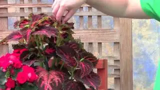 Coleus Kong Jr - All About Color