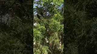 Говорящие вороны-2