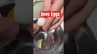 Rare Find: Wild Bird Eggs in Suburban Backyard