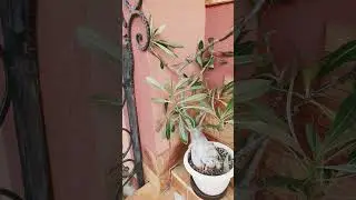 Ожоги на листьях адениума от первого солнца! 