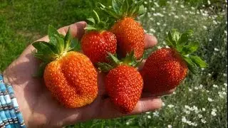 Земляника садовая, обработка весной.Garden.Советы огородникам.