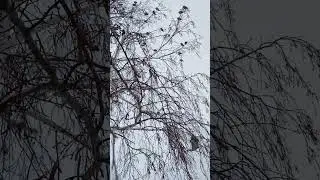 Свиристели