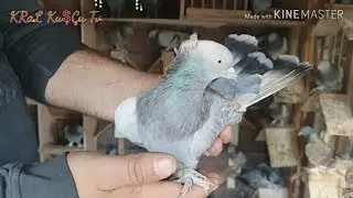 BILLION turkish tumbler pigeon dove POULTRY VISIT NAZIM FATHER NETHERLANDS