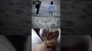 CHIPY CHIPY CHAPA CHAPA. #cat #cats #music #explore #shorts