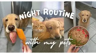 Night routine with my Golden Retriever! Grooming, Feeding, & Fun 💕