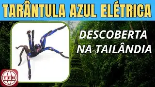 Rara espécie de tarântula azul elétrica foi descoberta na Tailândia
