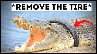 Crocodiles That Asked People for Help & Kindness