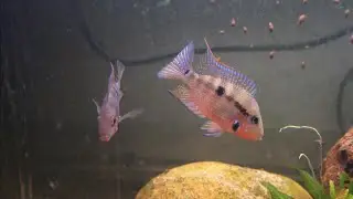 Feuermaulbuntbarsch, Thorichthys meeki