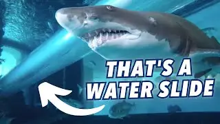 Water Slide Through a Shark Tank in this 30 Million Dollar Pool