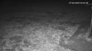 Grazing Bandicoot 7.2.2023