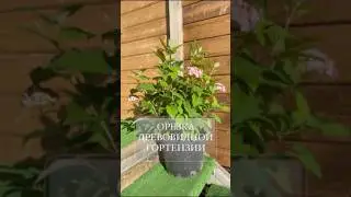 Как обрезать древовидную гортензию? Легко запомнить! #сад #дача #garden #древовиднаягортензия