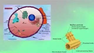 CELL UNIT  OF LIFE PART 2