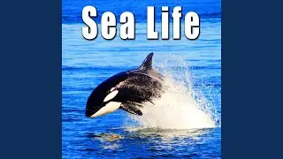 Bottlenose Dolphin Vocalization & Yelling Above Water