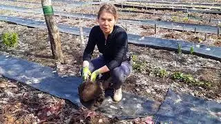 Гейхеры. Рекомендации по весенним работам.