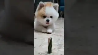 Cute drumming Cat & puppy  #shorts #techno #cutecat #dog
