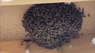 Bees Removal Services Canberra | Call 0407 065 413