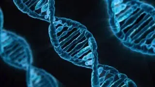 Diet, Alzheimer's & The Nigerian Paradox