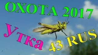 Охотничий видеоархив август 2017