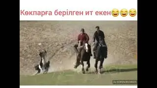 Көкпардағы қызықты көрініс🏇😍😅