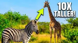 Zebra and Giraffes #short