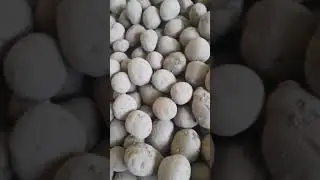 Сорт Винета! кто пробовал?
