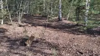 Настоящий мещёрский торфяник